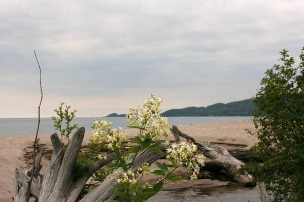 Beach Poster featuring the photograph Agawa Bay by Paula Brown
