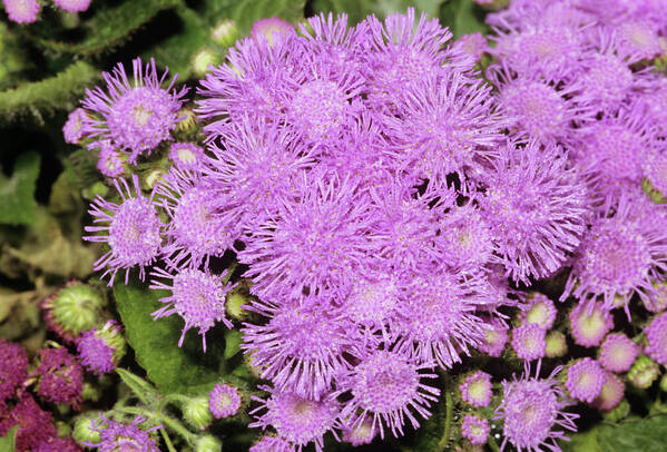 Floss Flower Poster featuring the photograph Ageratum Mexicanum Flowers by M F Merlet/science Photo Library