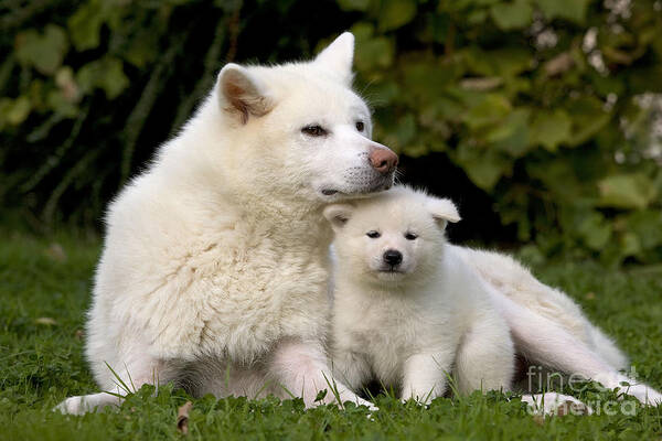 Dog Poster featuring the photograph Akita Inu Dog And Puppy by Jean-Michel Labat