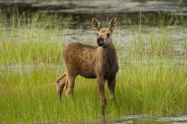 530755 Poster featuring the photograph Alaskan Moose Calf Alaska by Michael Quinton