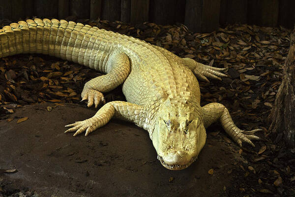  Poster featuring the photograph Albino Alligator by Bill Barber