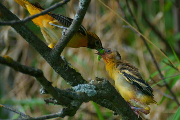 Oriole Poster featuring the photograph All in the Family by Blair Wainman