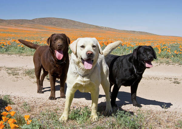 Adult Poster featuring the photograph All Three Colors Of Labrador Retrievers by Zandria Muench Beraldo