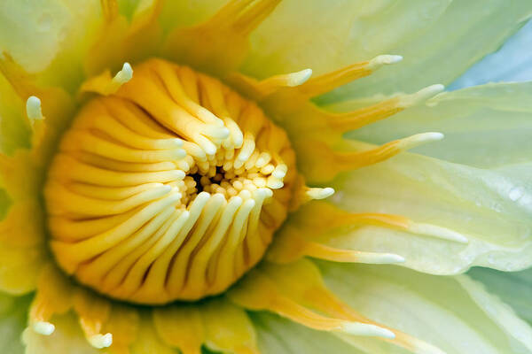 Flower Poster featuring the photograph Almost by Karen Walzer