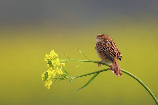 Bird Poster featuring the photograph Alone by Himadri