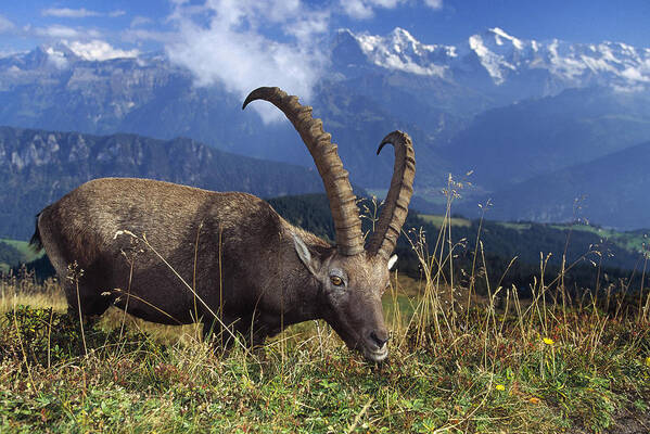 00192904 Poster featuring the photograph Alpin Ibex Male Grazing by Konrad Wothe