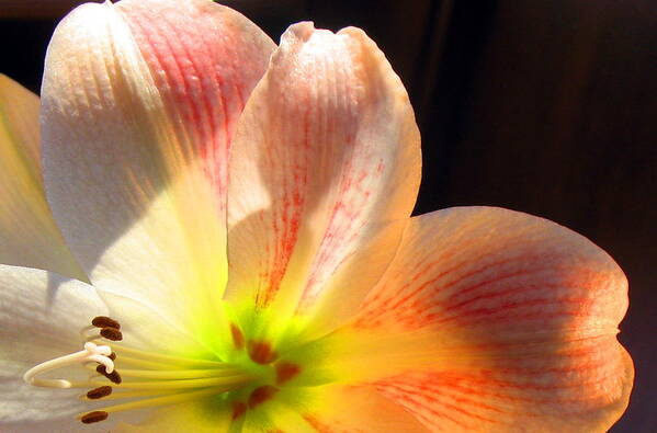 Amaryllis Poster featuring the photograph Amaryllis by Andrea Lazar