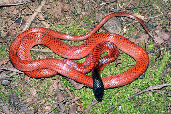 Pseudoboa Coronata Poster featuring the photograph Amazon Scarlet Snake by Dr Morley Read/science Photo Library