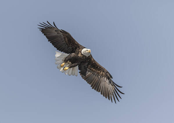 American Bald Eagle Poster featuring the photograph American Bald Eagle 2015-14 by Thomas Young