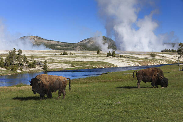 530445 Poster featuring the photograph American Bison Grazing Along Firehole by Duncan Usher