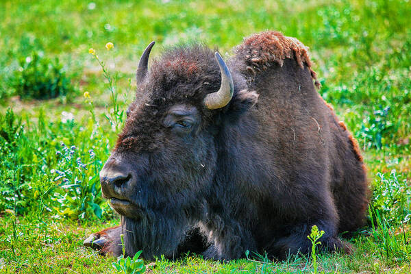 Bison Poster featuring the photograph American Bison by Juli Ellen