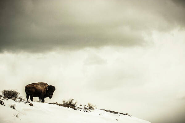 American Bison Poster featuring the photograph American Bison On The Top Of A Snowy by Tim Martin