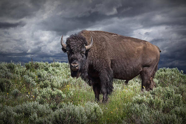 Bison Poster featuring the photograph American Buffalo or Bison in Yellowstone by Randall Nyhof
