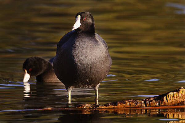 Animal Poster featuring the photograph American Coot by Brian Cross
