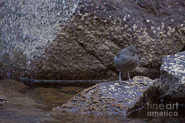 Cinclus Mexicanus Poster featuring the photograph American Dipper  #2488 by J L Woody Wooden