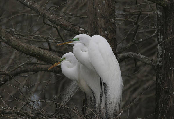  Photo Photographs Poster featuring the photograph American Egrets by Jim E Johnson