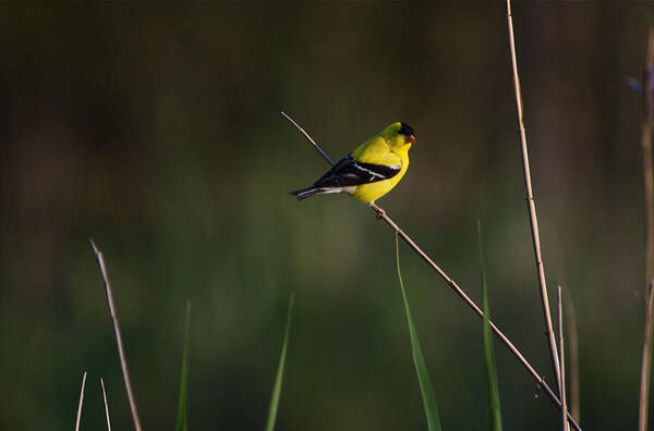 Masters Of Flight Poster featuring the photograph American Goldfinch by Greg Vizzi