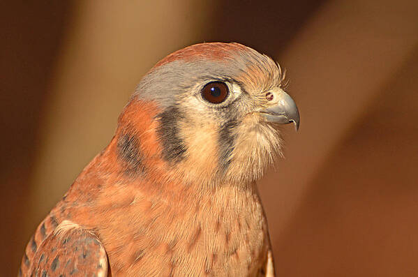 American Kestrel Poster featuring the photograph American Kestrel by Nancy Landry