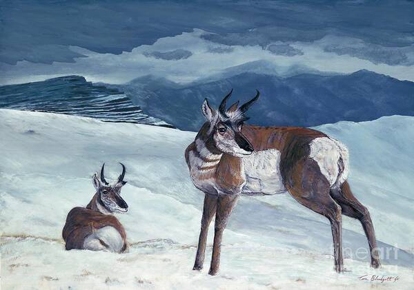 Antelope Painting Poster featuring the painting American Pronghorn by Tom Blodgett Jr