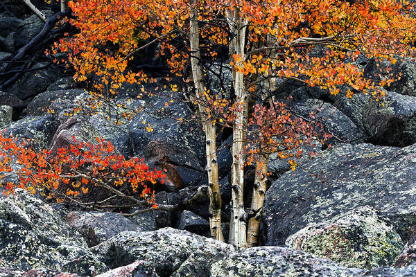 Among Boulders Poster featuring the photograph Among Boulders by Chad Dutson