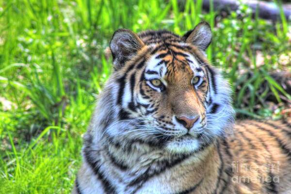 Amur Tiger Poster featuring the photograph Amur Tiger 6 by Jimmy Ostgard