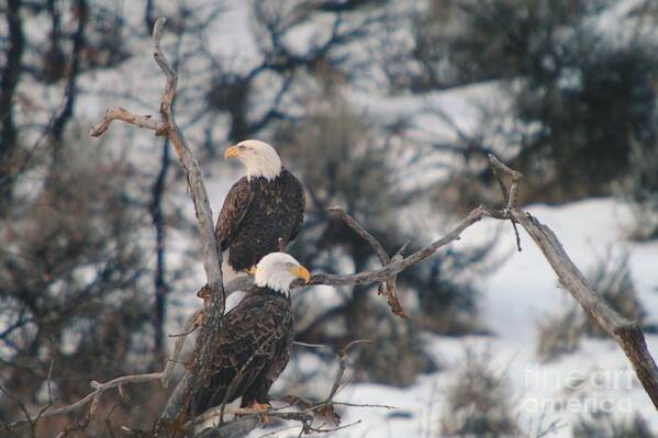 Eagles Poster featuring the photograph An Eagle Pair by Jeff Swan