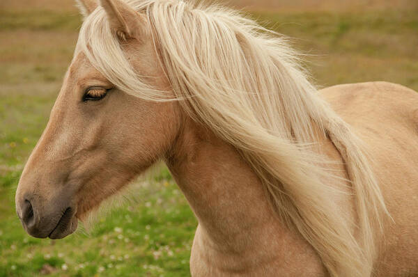 Tranquility Poster featuring the photograph An Icelandic Horse by Joanna Mccarthy