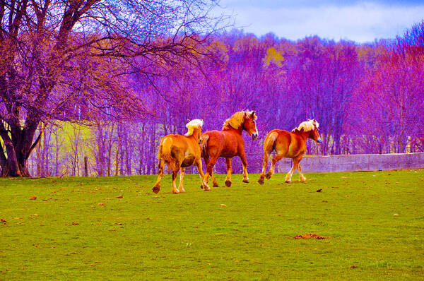 Horses Poster featuring the photograph Andy's Horses by BandC Photography