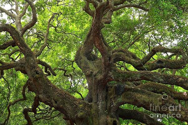 Angel Oak Poster featuring the photograph Angel Oak Branches by Adam Jewell