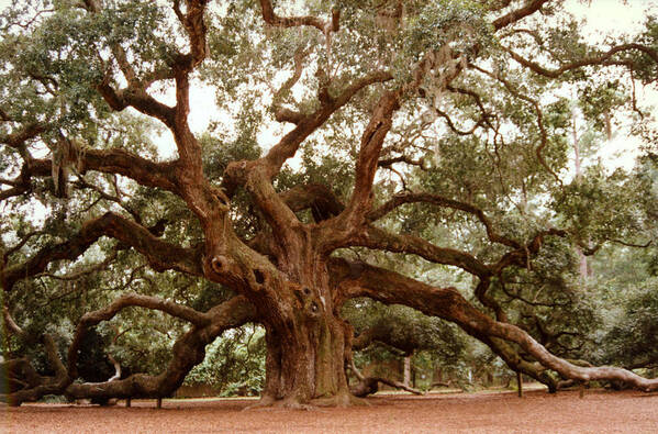 Trees Poster featuring the photograph Angel Oak SC by Jean Wolfrum