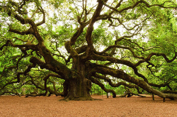 Tree Poster featuring the photograph Angel Oak Tree 2009 by Louis Dallara