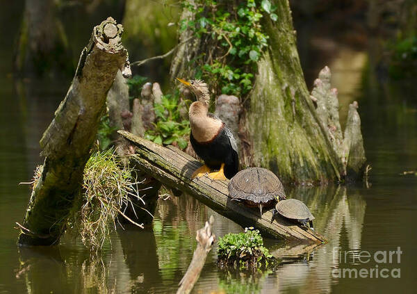 Birds Poster featuring the photograph Anhinga And Turtles In The Swamp by Kathy Baccari