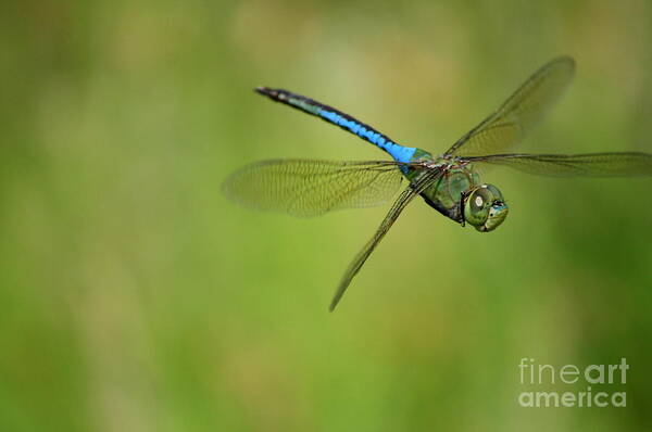 Dragonfly Poster featuring the photograph Anisoptera in Flight by Neal Eslinger