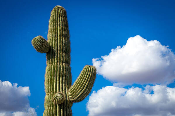 Cactus Poster featuring the photograph Another Lazy Saguaro Sunday by Will Wagner