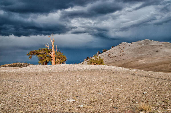 Tree Sky Clouds Storm Summer Scenic Landscape Nature eastern Sierra Mountains Ancient Forest California Poster featuring the photograph Another Planet by Cat Connor