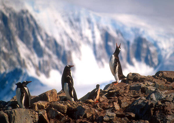 Gentoo Penguin Poster featuring the photograph Antarctic Gentoo penguins by Dennis Cox