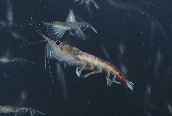 Feb0514 Poster featuring the photograph Antarctic Krill Antarctica by Flip Nicklin