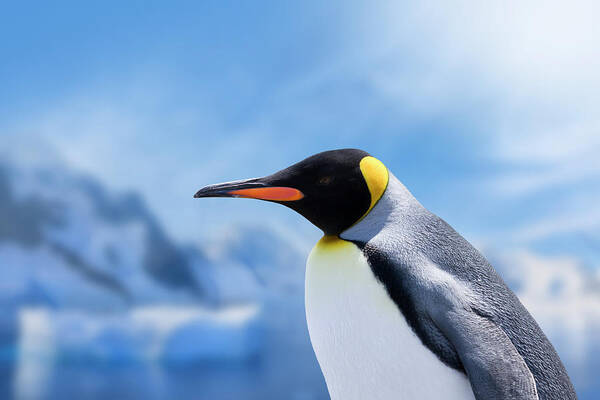 Scenics Poster featuring the photograph Antarctica King Penguin Head by Grafissimo