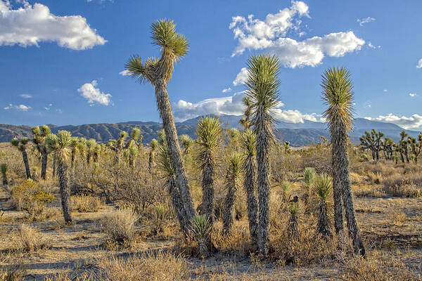 Antelope Valley Poster featuring the photograph Antelope Valley Joshua Trees 1 by Jim Moss