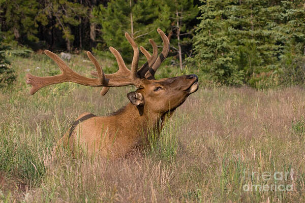 Wapiti Poster featuring the photograph Antlers in Velvet by Chris Scroggins