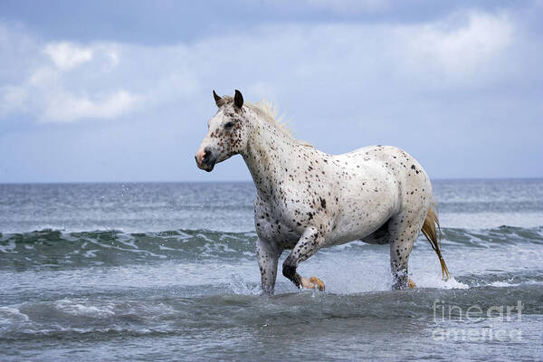 Horse Poster featuring the photograph Appaloosa Horse Trotting In Ocean Surf by Rolf Kopfle