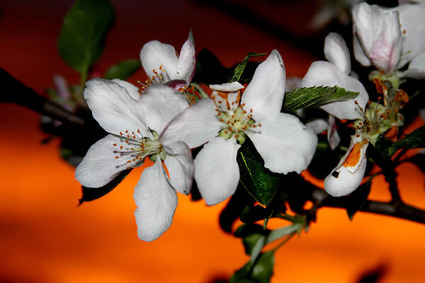Apple Blossom Poster featuring the photograph Apple Blossom Sunrise I by David Yocum