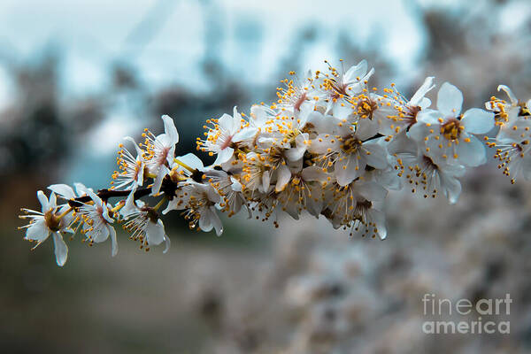 Apple Flowers Poster featuring the photograph Apples Blooming by Robert Bales