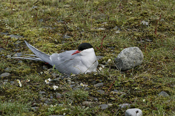  Arctic Tern Poster featuring the photograph Arctic Tern Nesting by Brian Kamprath