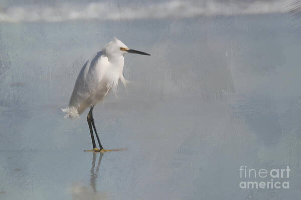 Snowy Poster featuring the photograph Artistic Snowy Egret by Jayne Carney