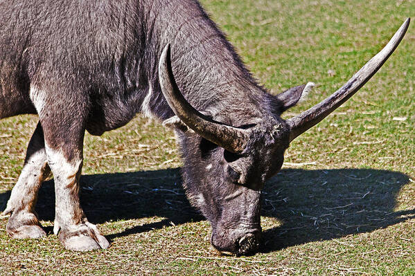 #water Buffalo Poster featuring the photograph Asian Water Buffalo by Miroslava Jurcik