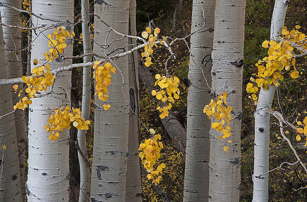 Aspen Trees Poster featuring the photograph Aspen Trees by Doug Davidson