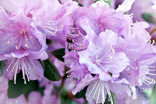 Rhododendron Flower Poster featuring the photograph At Peace Rhododendron by Gwen Gibson