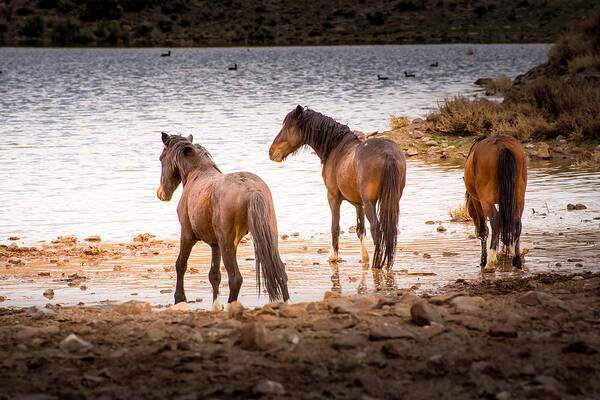 Wild Horses Poster featuring the photograph At the Watering Hole by Janis Knight