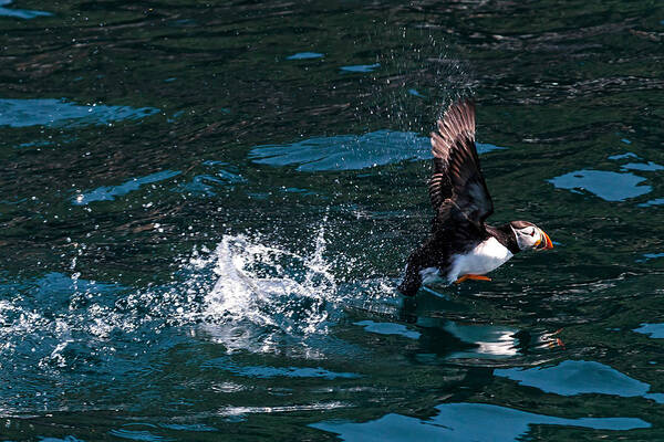 Atlantic Puffin Poster featuring the photograph Atlantic Puffin Taking Off by Perla Copernik